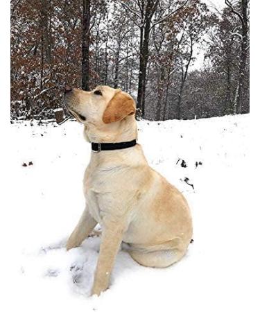 Regal Dog Waterproof Halfband Collar - Durable Black Collars for Small Medium & Large Dogs | Perfect for Puppies & Adult Dogs - Buy Online on GoSupps.com