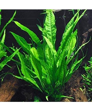 Florida 10 Species Live Aquarium Plants Bundle - Vibrant and Diverse Aquatic Flora Collection - Buy Online on GoSupps.com