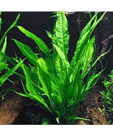 Florida 10 Species Live Aquarium Plants Bundle