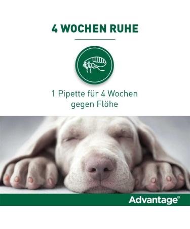 Elanco Advantage Spot-on 40 for Very Small Dogs - Quick Flea Control & Protection Up to 4 Weeks | 4 Pipets (0.4 ml) - Buy Online on GoSupps.com