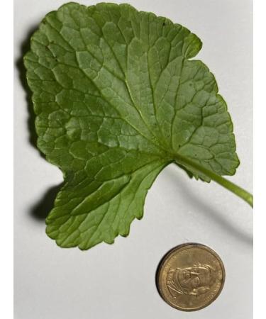 Maui Medicinal Herbs Ginkgo & Gotu kola Brahmi 90 Veggie Capsules- 375 mg per Capsule Organically Grown Ginkgo - Buy Online on GoSupps.com