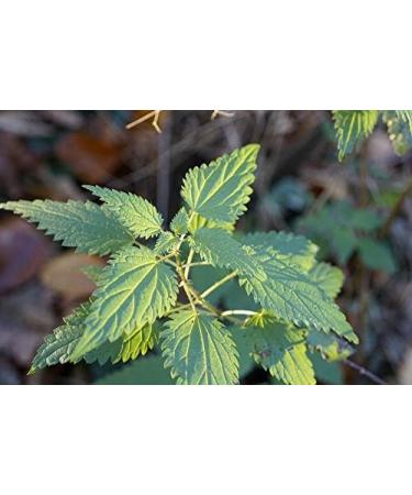 Organic French Nettle Powder - Superior Quality - Eco-friendly resealable Kraft bag - 100 Gr - Buy Online on GoSupps.com