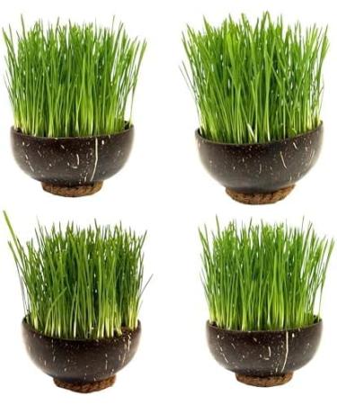 Organic UK Grown Cat Grass Seeds 150g - Indoor and Outdoor Use for Cats - Buy Online on GoSupps.com