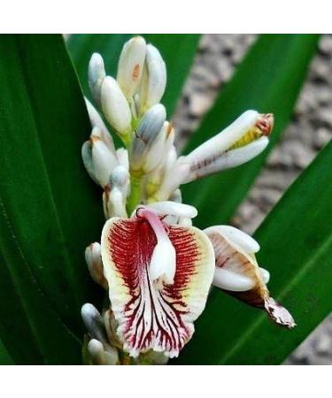 5 Rare Samen von Alpinia Galgant - Thai Ginger - Galgant - Buy Online on GoSupps.com