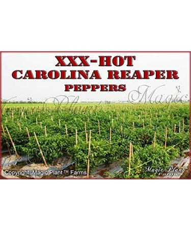 Dried Carolina Reaper Pepper Whole Pods 1/4 oz. - Spicy and Hot! (Basic Pack) - Buy Online on GoSupps.com