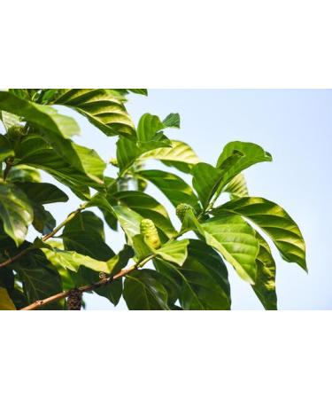 NonuLoloMana Nonu Root Skin moisturizing oil 2 Fl Oz (Pack of 1) - Buy Online on GoSupps.com