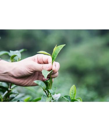CENVEL Imperial Green Tea | Pure & Natural Loose Leaf Green Tea | Exclusive Large Leaves Green Tea | Rich in Antioxidants | Eco-Friendly Packaging | (150g) - Buy Online on GoSupps.com