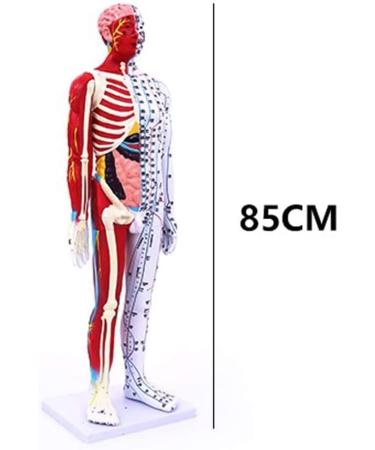 Male Acupuncture and Moxibustion Manikin 85cm with Pressure Points and Twelve Meridians Used for Teaching Point Model of School Supplies - Buy Online on GoSupps.com