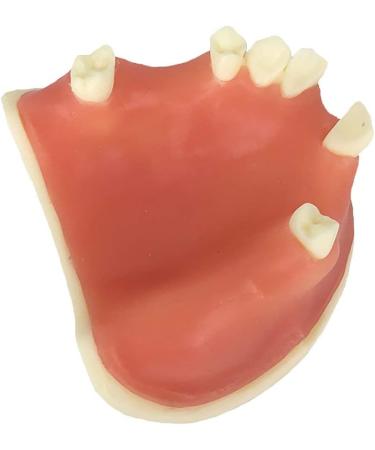 Samnuerly Education Model Toy - Upper Jaw Teeth Model for Sinus Lift & Implant Restoration (40mm) | Premium Dental Educational Tool - Buy Online on GoSupps.com