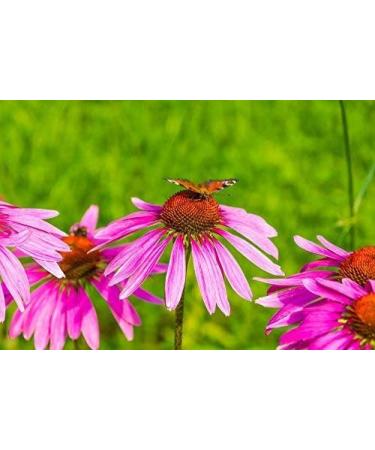 Cedar Bear Echinacea Super Immune Blend a Liquid Herbal Supplement That Boosts Your Immune System to Help Maintain White Blood Cell Activity and Other Immune Functions 2 FL Oz 2 Fl Oz (Pack of 1) - Buy Online on GoSupps.com