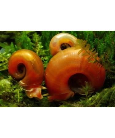Orange/Red Post Horn Snail (PHS) Premium Breeding Quality Pack of 8 - Buy Online on GoSupps.com