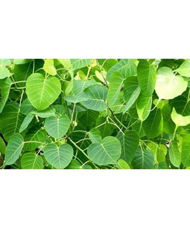 SS Arasa Ilai Powder | Peepal Leaves | Ficus Religiosa Leaf Sacred Fig | Pippalam Ila 300 gm - Buy Online on GoSupps.com