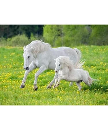 Food PURA Brewers Yeast Powder 1KG - use with Horses Ponies Vitamin B E & H for Pets and Animals - For Healthy Skin and Coats - also Human FOOD Grade! - Buy Online on GoSupps.com
