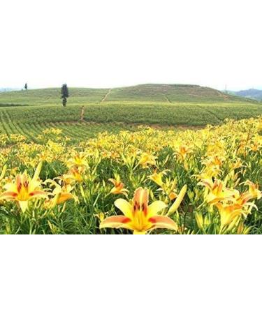 4 Pound (1816 Grams) Nutritious Vegetable Daylily Flower Dried Grade A. - Buy Online on GoSupps.com