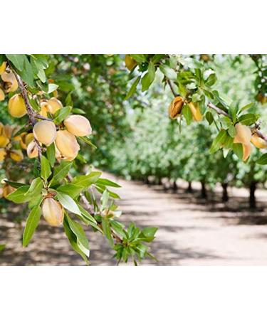 Organic Raw Almonds 5 lbs | Non-GMO, Whole, No Shell, Unpasteurized, Unsalted, Vegan, Kosher | Bulk Keto-Friendly Snack | High Protein & Vitamin E | Ideal for Almond Milk & Desserts - Buy Online on GoSupps.com