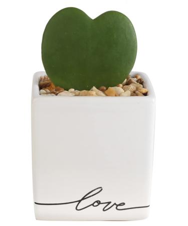 Costa Farms Live Indoor Hoya Heart, Succulent-Like Plant, White Ceramic 5-Inches Tall, Love Balloon Ceramic Love Ceramic Love Balloon Ceramic