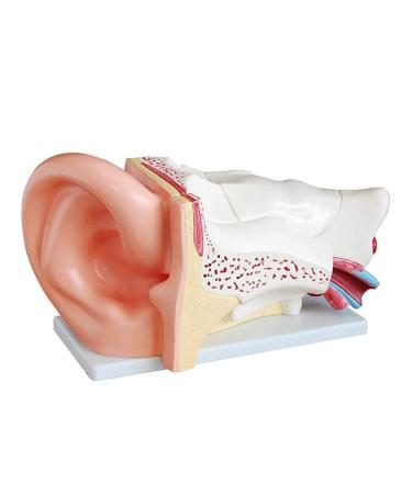 Scientific Research Human Ear Model 5 Times Life-Size Model with 6 Parts Showing Major Regions of The Ear Teaching Supplies
