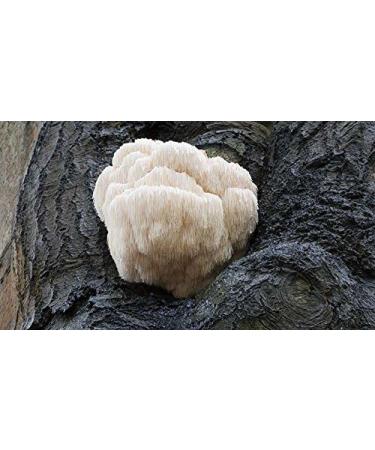 Indigo Herbs Hericium (Hydne Hedgehog) powder 100g - Buy Online on GoSupps.com