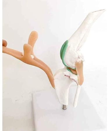 Knee Joint Model for Dogs/Dogs with Strap Animal Joint Skeleton Anatomical for Veterinary Lessons - Buy Online on GoSupps.com