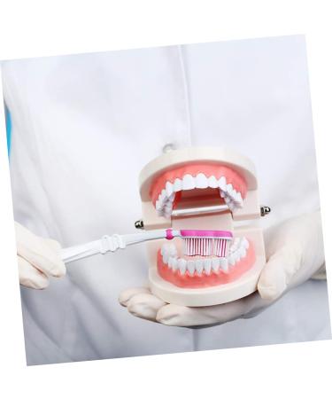 Kichouse Toy 1 PC Tooth Model - Standard Typodonto Dental Health Model for Kids | Eco-Friendly Plastic - Buy Online on GoSupps.com