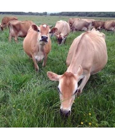 Raw Organic Whey Protein Powder 5LB - USDA Certified, Grass Fed, Cold Processed, Non-GMO, Gluten Free, Unflavored, Unsweetened - Happy Healthy Cows, Undenatured - 5 Pound Bulk Pack - Buy Online on GoSupps.com