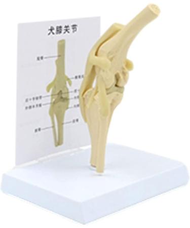 Natural Knee -Size Knee Articulation Model for Pets Veterinarily Model Knee Articulation Model Show Ligamenti Knee Model Knee - Buy Online on GoSupps.com