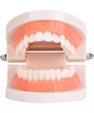 Oral Education Model for Kids | Tooth Brushing & Dental Care Model for Kindergarten | International Shipping - Buy Online on GoSupps.com