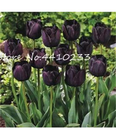 50 st SEEDS Double Tulip Flowers for Black - Buy Online on GoSupps.com