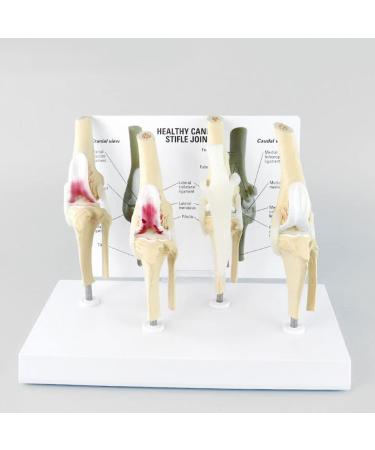 Artificial Dog Knee Joint Model 4 Phase Dog Knee Joint Model PVC Size Dog Knee Joint Model - Buy Online on GoSupps.com