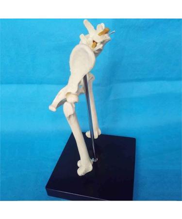 Dog Hip Joint Skeleton Medical Model Veterinary Education Demonstration Dog Ventilation Model Dog Skeleton Pet Veterinary Education Animal Model - Buy Online on GoSupps.com