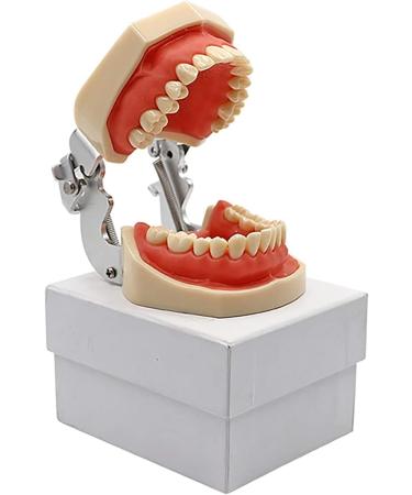 ZCBYBT Dental Preparation Model - 28 Replaceable Oral Practice Teeth & Soft Gums | International Shipping Available - Buy Online on GoSupps.com