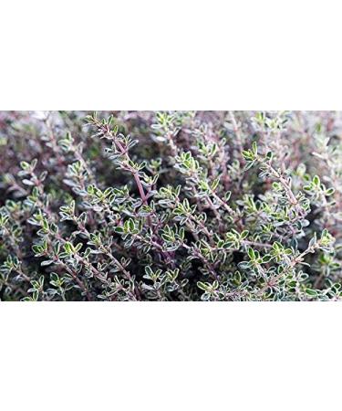 Indigo Herbs Thyme tincture 100 ml - Buy Online on GoSupps.com