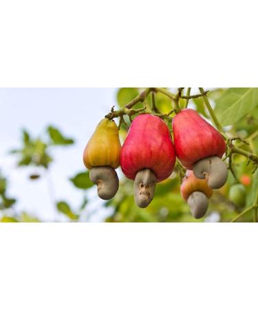Clevera Whole Cashew Jumbo 1lb. - Fresh - Raw -Kosher - Small Batch - Sustainably Sourced - Straight from The Farm - Non-GMO - Gluten Free - Buy Online on GoSupps.com