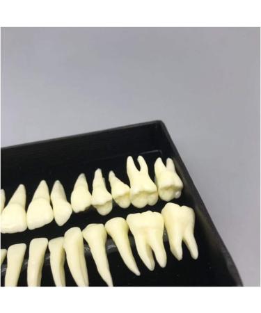 Fhuili 1-to-1 Monochrome Permanent Teeth Model - 28 Artificial Dentures with Roots for Dental Teaching & Simulation - Buy Online on GoSupps.com