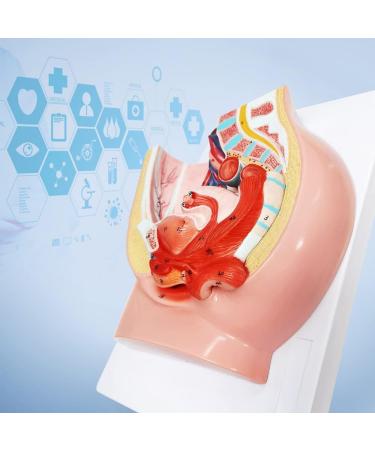 Merinden Life Size Female Pelvis Model - Detailed 2-Part Reproductive Anatomy on Baseboard | Muscular Urinary & Reproductive System - Buy Online on GoSupps.com