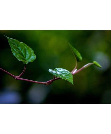 Cedar Bear Kava Calm a Liquid Herbal Supplement Supports The Central Nervous and Digestive Systems 2 FL Oz - Buy Online on GoSupps.com