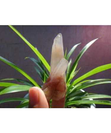 Natural Clear RED Quartz Crystal Point Rough GEM ningxiao - Buy Online on GoSupps.com