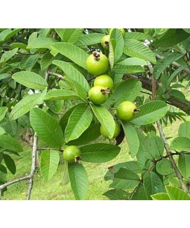 dried guava leaves 200g - Buy Online on GoSupps.com