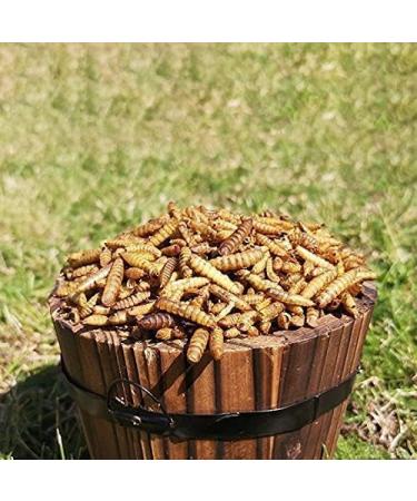 Superpet Dried Calciworms Calci Worms Similar To Mealworms For Birds Fish And Many More (5Kg) 5 kg (Pack of 1) - Buy Online on GoSupps.com