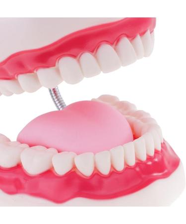 6x Magnification Dental Care Model - Mouth Teeth & Tongue with Toothbrush | Enhance Dental Education & Hygiene - Buy Online on GoSupps.com