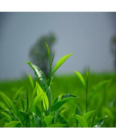 250 g de th vert Xinyang Maojian Th Mao Jian chinois aromatique - Buy Online on GoSupps.com