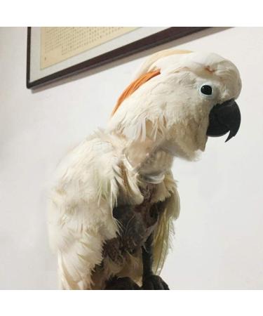 Hemobllo Parrot Anti-Bite Collar | Bird Recovery & Safety Neck Cover | Wound Healing & Feather Protection - Buy Online on GoSupps.com
