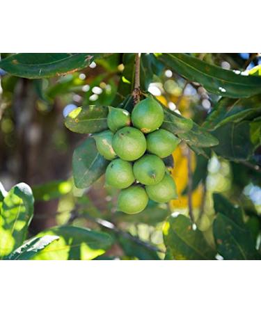 Organic Whole Macadamia Nuts 2 Pounds | Non-GMO Raw Shelled Unsalted | Vegan Keto Snack | Buttery Flavor | Bulk Source of Fiber Healthy Fats | Ideal for Baking & Desserts - Buy Online on GoSupps.com