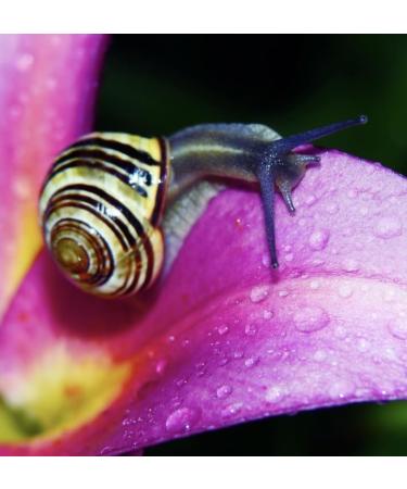 Revitalizing Snail Mucin Serum - 97.5% Pure with Vitamin C & E for Maximum Hydration | Shop Internationally - Buy Online on GoSupps.com