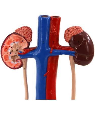 1 to 1 Size Urinary System Model Renal Arteriovenous Bladder-4 Parts- Dissected Structure of Kidney-Internal Structure of Bladder  - Buy Online on GoSupps.com