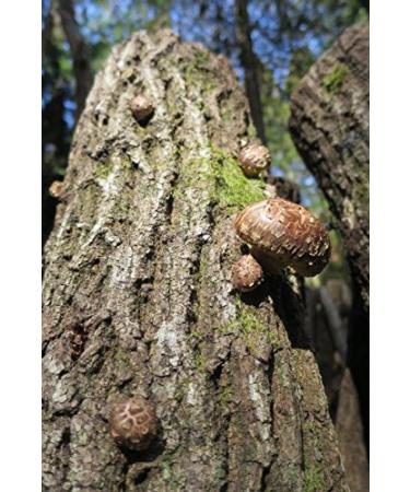 Organic Japanese Dried Shiitake Mushrooms DONKO 70g Premium Quality 25-42mm International Shipping - Buy Online on GoSupps.com