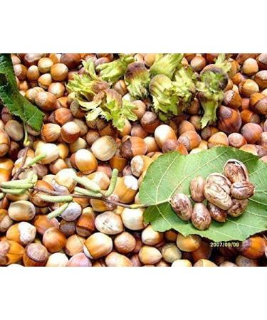 4 Pound (1816 grams) Stir-fried hazelnut Grade A from Northeast China. - Buy Online on GoSupps.com