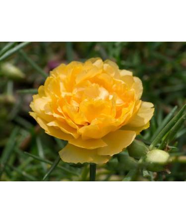 Buy Hua Xian Zi Moss Rose Seeds - 10 000+ Mixed Colors - Portulaca Grandiflora - Fresh International Shipping - Buy Online on GoSupps.com
