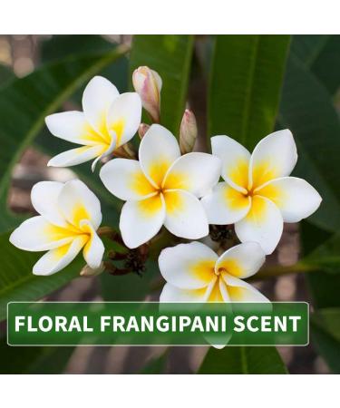 KitaMa Aroma Massage Oil - Leelawade Frangipani Body Oil 500ml | Nourishing Thai Care & Relaxation Oil for International Shipping - Buy Online on GoSupps.com