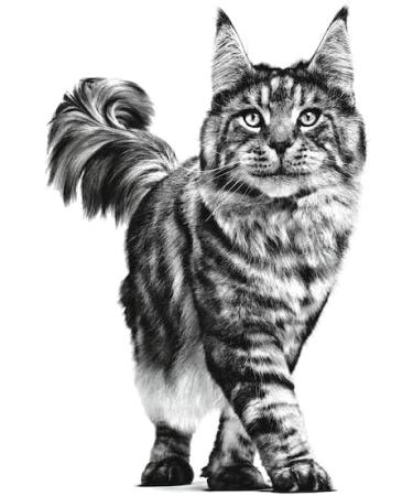 Royal Canin Mature Consult Balance | 12 x 85g | Complete Cat Feed | For Castrated Older Cats or With Tendency to Weight Gain | Age 7+ - Buy Online on GoSupps.com